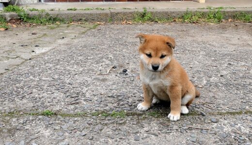 ほんまさん、迷い犬と出会う。