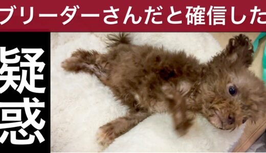 【疑惑の根拠】トイプードルのパピーが犬ジステンパーウィルスにかかった経緯 ルナちゃん