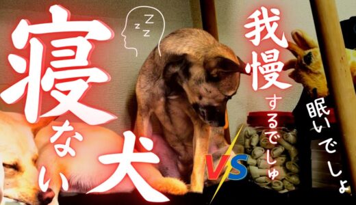 【貴重映像】眠気をガマンする保護犬の●●が可愛すぎる