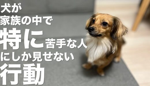 犬が家族の中で特に苦手な飼い主にしか見せない行動