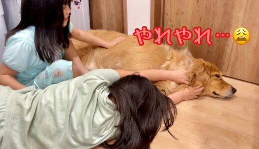 実はオッサン！？睡眠の邪魔をされると、犬とは思えない見事なため息をつく大型犬クッキー【ゴールデンレトリバーとミニチュアダックスフンド】