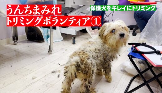 【多頭飼育崩壊】うんちまみれの小型犬をトリミング①：６７１