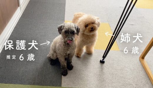 明らかに元気になってきた保護犬。25日目。