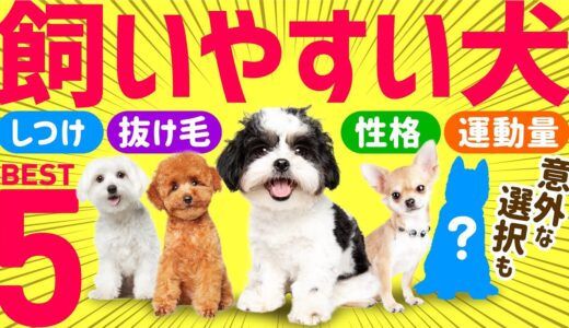 ❤️初心者でも飼いやすい人気犬種ランキング 〜専門家と飼い主の声総まとめ〜