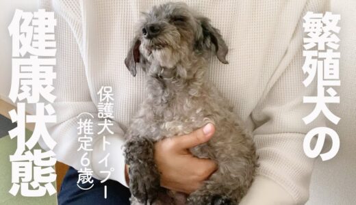 繁殖引退犬♂のリアルな健康状態….をお伝えします。