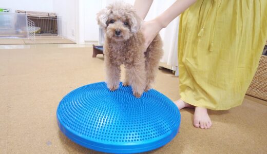 ぽっちゃり解消の為に犬用のバランスボールでダイエットしてみた【トイプードル】