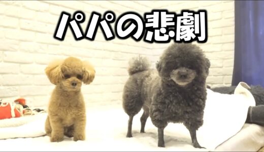 犬と留守番中、パパに悲劇が起こりました