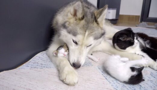 ハスキー犬に育てらた子猫が一緒に生活するうちに、こうなりました。