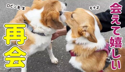 【1年半ぶり】一緒に暮らしていた先輩犬と再会しました...！