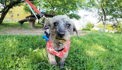 調子が良くなっている保護犬の１日。| Day14