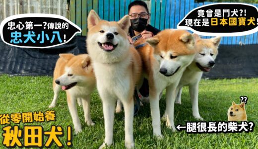 【從零開始養】秋田犬!忠心第一的狗?傳說的忠犬小八!曾是鬥犬?現在是日本國寶?【許伯簡芝】