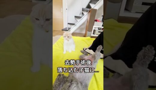 去勢手術後に落ち込む子猫にタマタマを見せにきた犬がこちら…#shorts