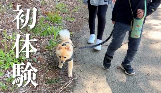 【初体験】6歳の甥っ子、初めて犬の散歩に挑戦！