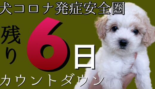 【安全圏までカウントダウン】犬コロナと今日も闘うトイプードルのパピー 皆様の応援が力になります！