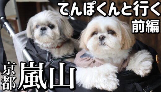 【夢のコラボ】シーズー犬てんぽくんと京都嵐山でお散歩デートしてみた！（前編）