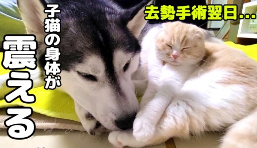 去勢手術の翌日、元気がなく震える子猫に寄り添うハスキー犬...