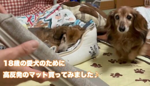 筋力が落ちて起き上がるのが困難な老犬（ミニチュアダックス）