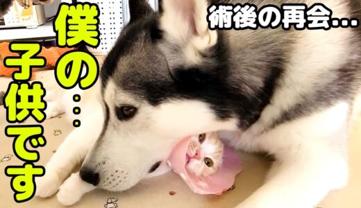 去勢手術後初めてハスキー犬に会い涙を流し喜ぶ子猫に胸が締め付けられました...