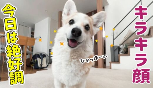 ヤル気みなぎるシニア犬！元気なだけで嬉しい！