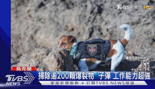 會找地雷又萌! 烏克蘭護國神犬獲總統表揚｜TVBS新聞