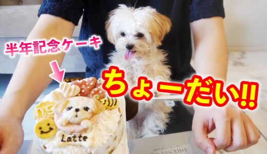 【自分を食べる犬】お家に来て半年記念に似顔絵ケーキをあげた結果...