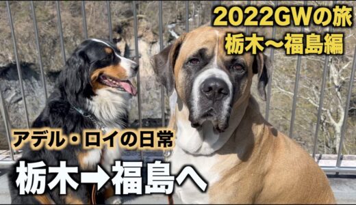 大型犬連れの旅・栃木から福島エンゼルフォレストへ【2022年GW】