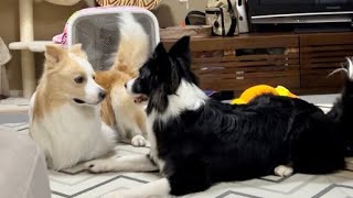 彼女に浮気がバレてしまった犬w飼い主が寝静まると...【ボーダーコリー】