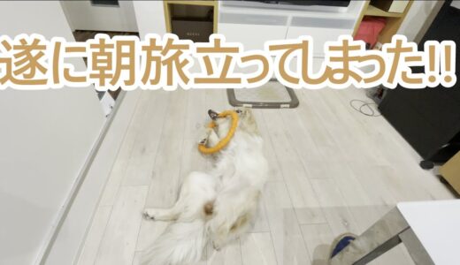 朝旅立ってしまった大型犬。ゴールデンレトリバーティト。