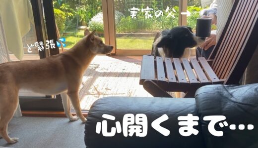 実家滞在中に徐々に心開いていく人見知り犬はーちゃん【5日間の思い出】