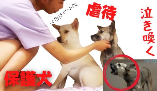 虐待にあった保護犬アッチャンがPTSDになった理由を思い出した・・？