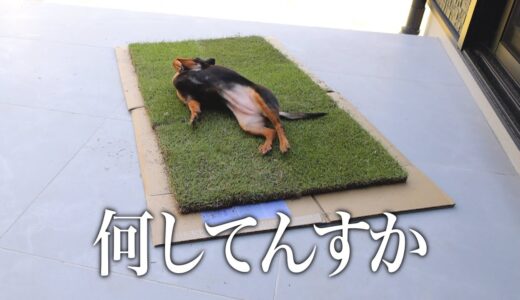 芝が生えるのを待てない犬に極小ドッグランを与えたらこうなりました。