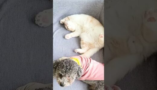 思ったより犬の息が臭くて倒れてしまった子猫がこちら…笑