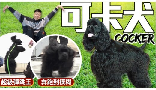 【犬の系列】是小姐還是流氓！？曾風靡台灣的 #可卡犬，天生獵鳥高手全場奔跑到模糊cocker spaniel｜@熊爸估狗