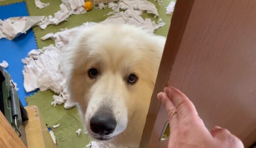 超大型犬が今からめちゃくちゃ怒られるようです。。【グレートピレニーズドレミ】