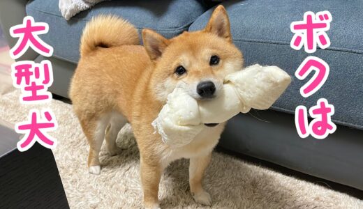 【大型犬だと勘違いしてる豆柴】どう考えても体の大きさに合っていないガムを頬張り自分は大型犬だと主張する豆柴が可愛い