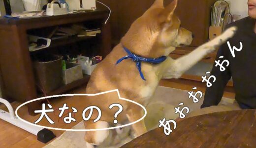 遠吠えする家族と、ひょっとしたら僕以外は犬かもしれないと不安になるワンジロー