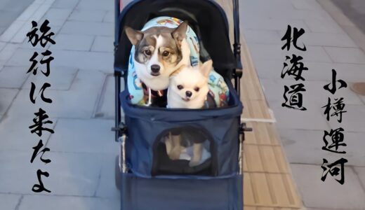 【保護犬】愛犬と旅行へ【子犬】遊び過ぎて店が閉まってる！？