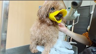 【噛む怒る】怒る犬トリミング、トイプードル🐶 toy poodle trimming