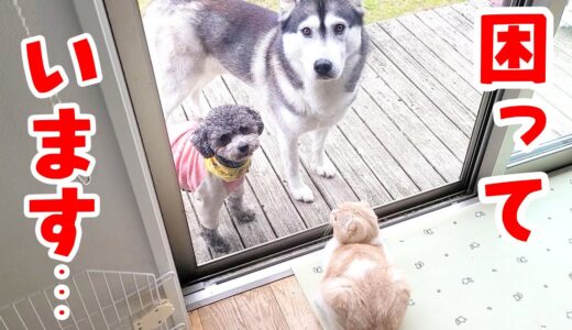 ハスキー犬達に猫の集会に連れて行けと誘われる子猫だったが...笑