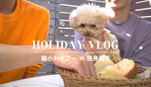 犬と過ごす社会人独身兄弟のまったりした休日/トイプードル