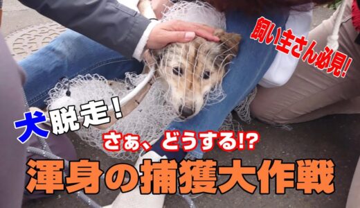 犬脱走！渾身の捕獲大作戦 ｜飼い主さん必見！