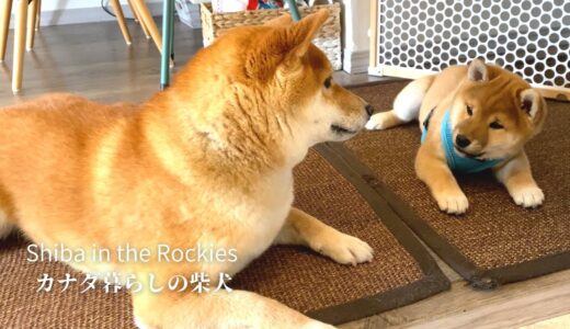 柴犬の子犬を迎え、先住犬との新たな生活が始まりました。【4K】