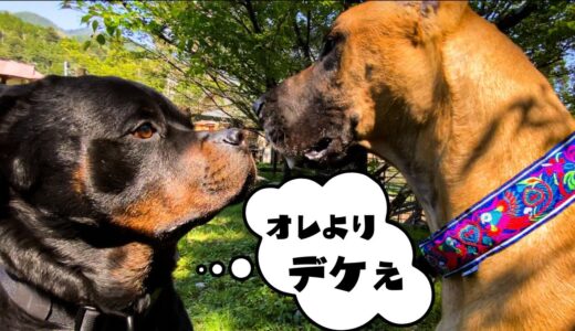 【ドッグラン&沢登り】大型犬ロットワイラーのGWバケーション！