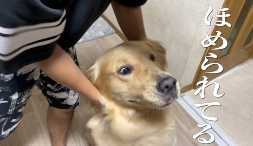 飼い主の表情で自分のテンションを決める犬