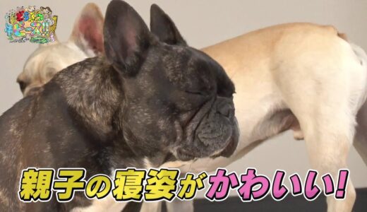 【フレンチブルドッグ】親子　ハプニング　寝起き【かわいい犬まとめ動画】