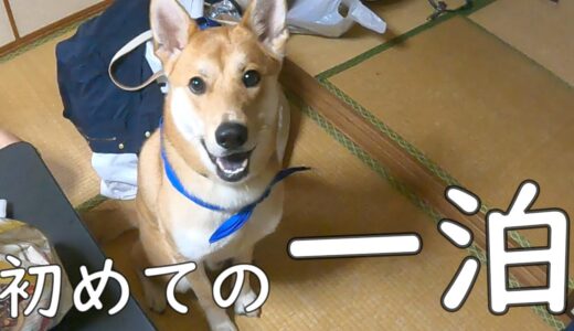 怖がりな保護犬初めての民宿一泊旅行