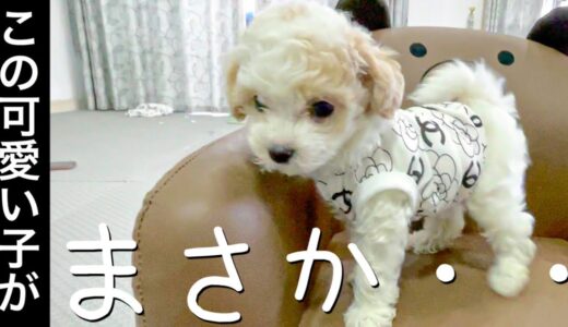 【凶暴】犬コロナに感染した生後73日目のトイプードル パピーがまさかこんな風になるとは・・・