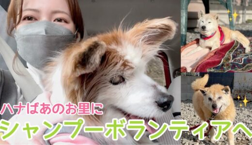 【保護犬シャンプーボランティア】GW会いに来てくれたら嬉しいな【NPO法人みなしご救援隊犬猫譲渡センター湯来第2シェルター】