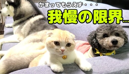 ハスキー犬達にかまってもらえず我慢の限界がきた子猫がこうなった...笑