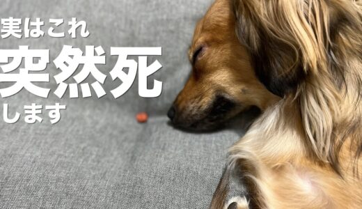 犬が突然死すること